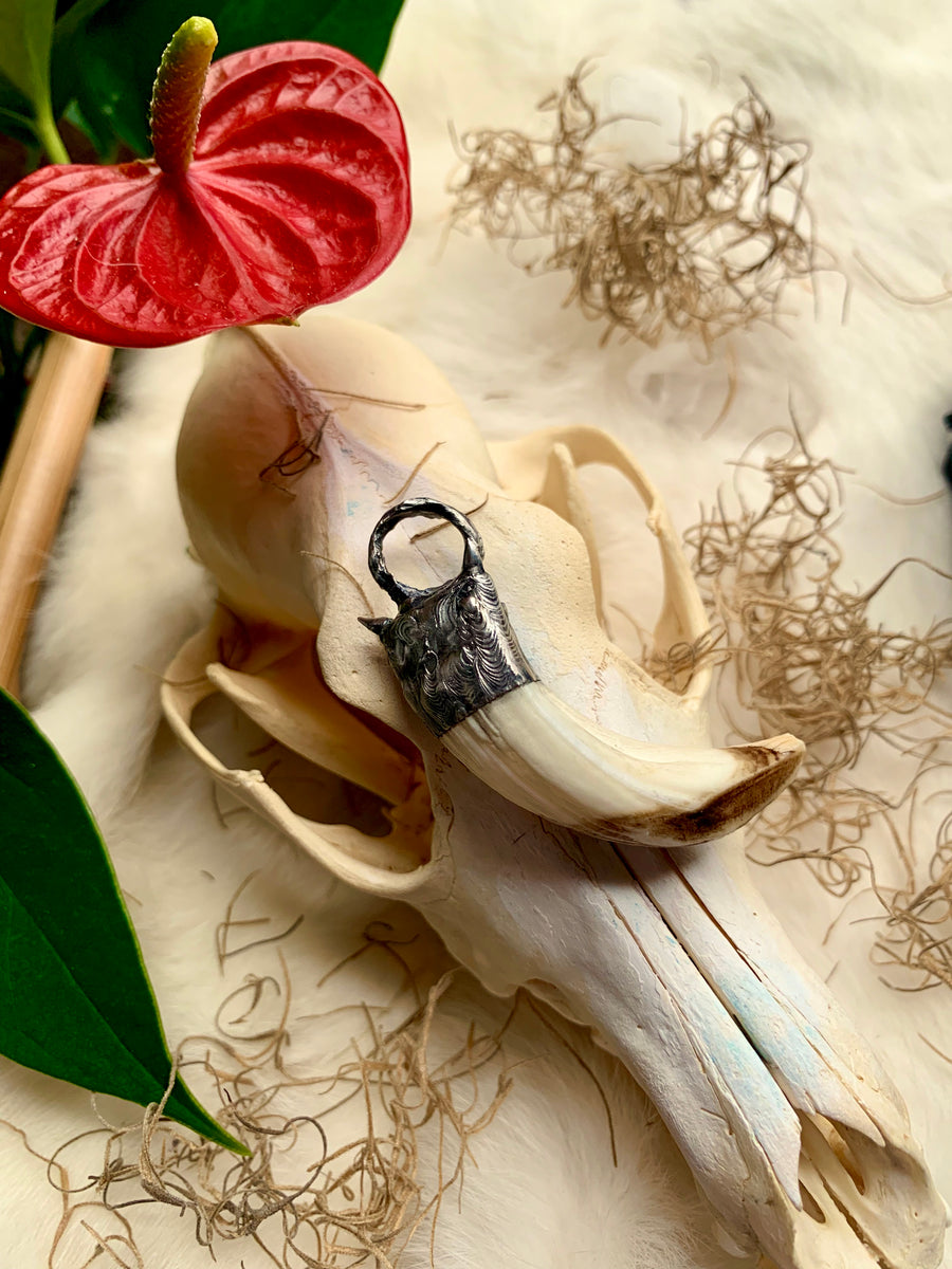 Wild Boar Tusk With Tusks – Bayou Brass