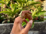 Alligator Bite Ring -Smooth-