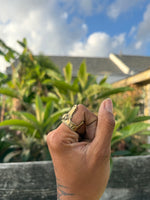 Alligator Bite Ring -Smooth-