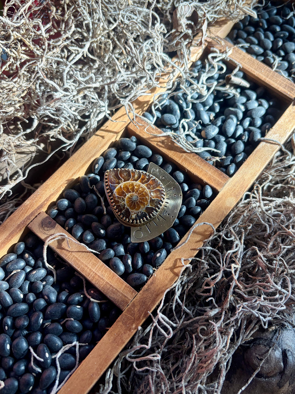 Ammonite Root Stabilizer Ring