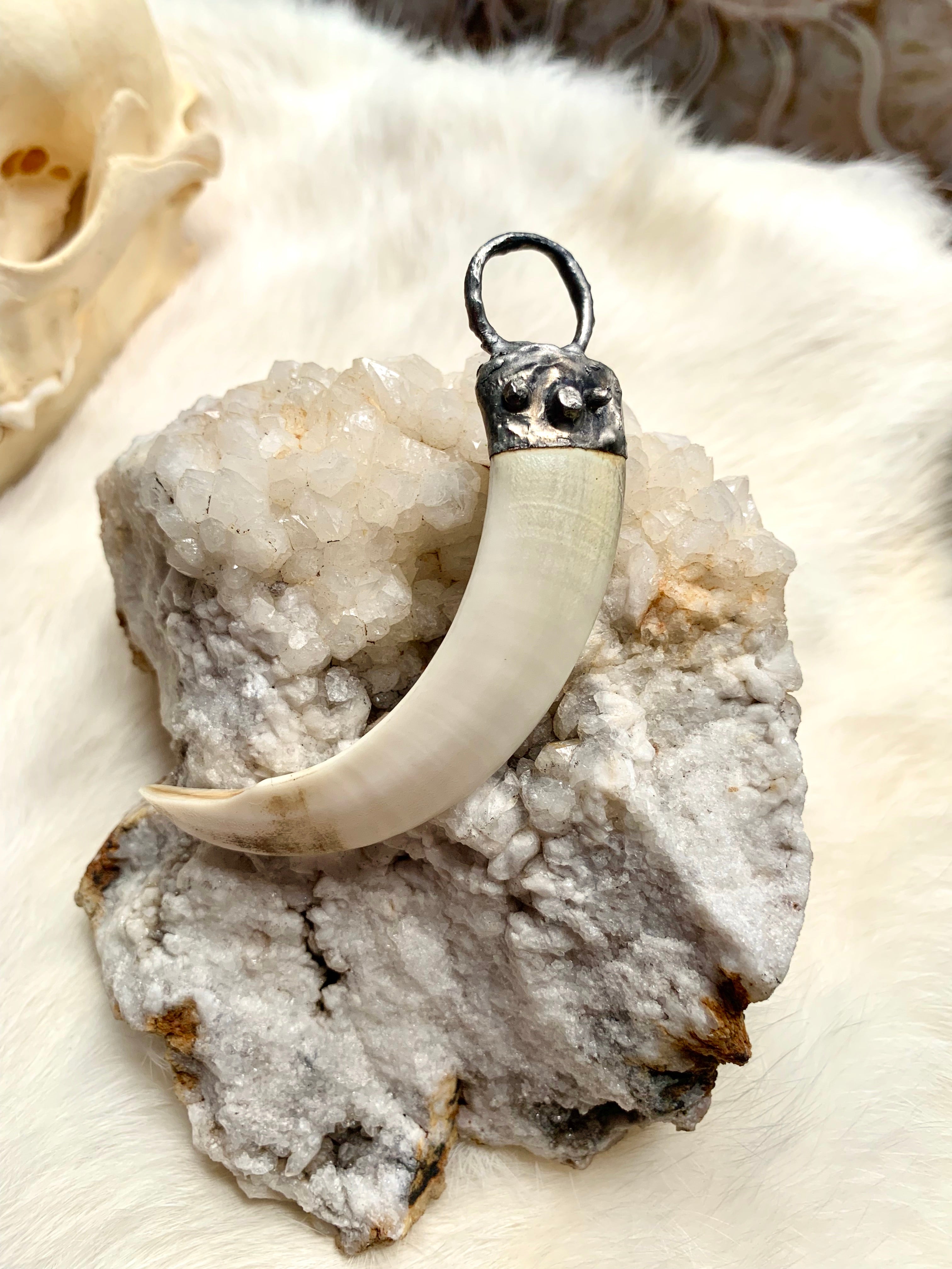 Wild Boar Tusk This Is a Warning Necklace