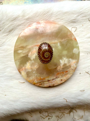 Ammonite Root Stabilizer Ring