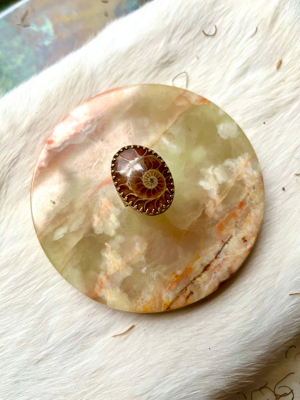Ammonite Root Stabilizer Ring